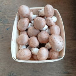 Champignons de Paris rosés