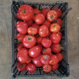 Tomates déclassées, abîmées...