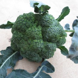 Brocoli