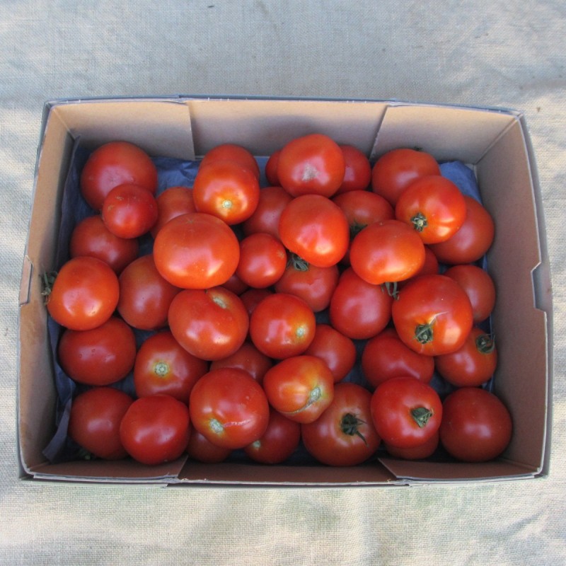 Tomates rondes