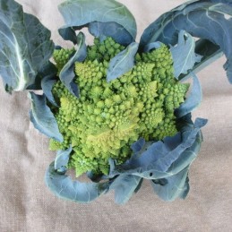 chou romanesco