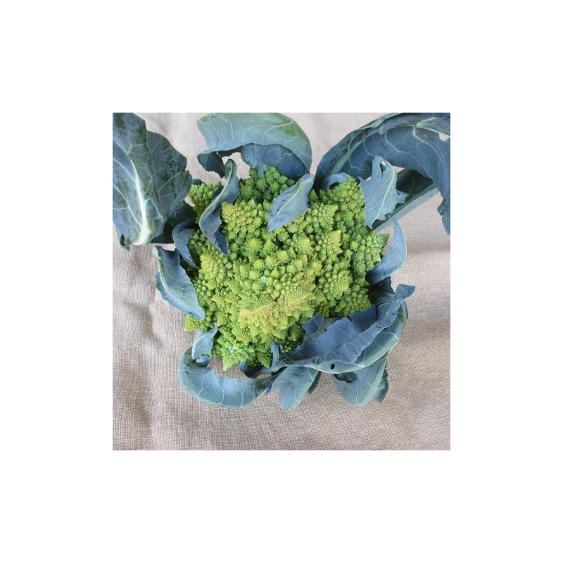 chou romanesco